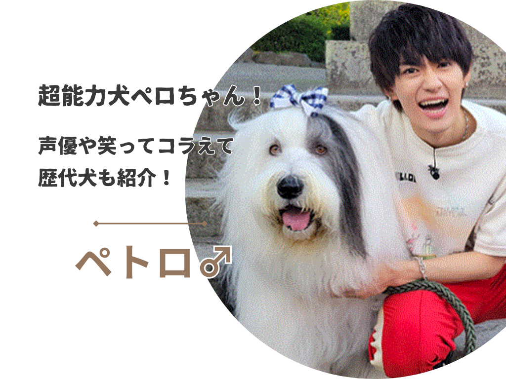 超能力犬ペロちゃん(ペトロ)の犬種はOESで声優は山口勝平！やらせ説や